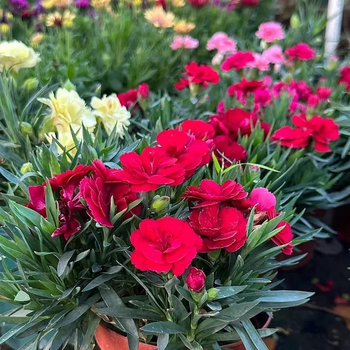 Carnation Seeds with Free 100g Pot Mix