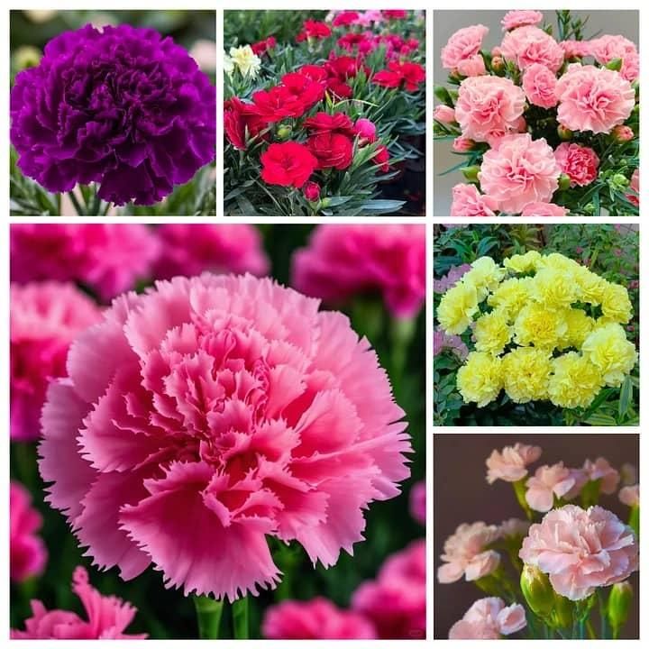 Carnation Seeds with Free 100g Pot Mix