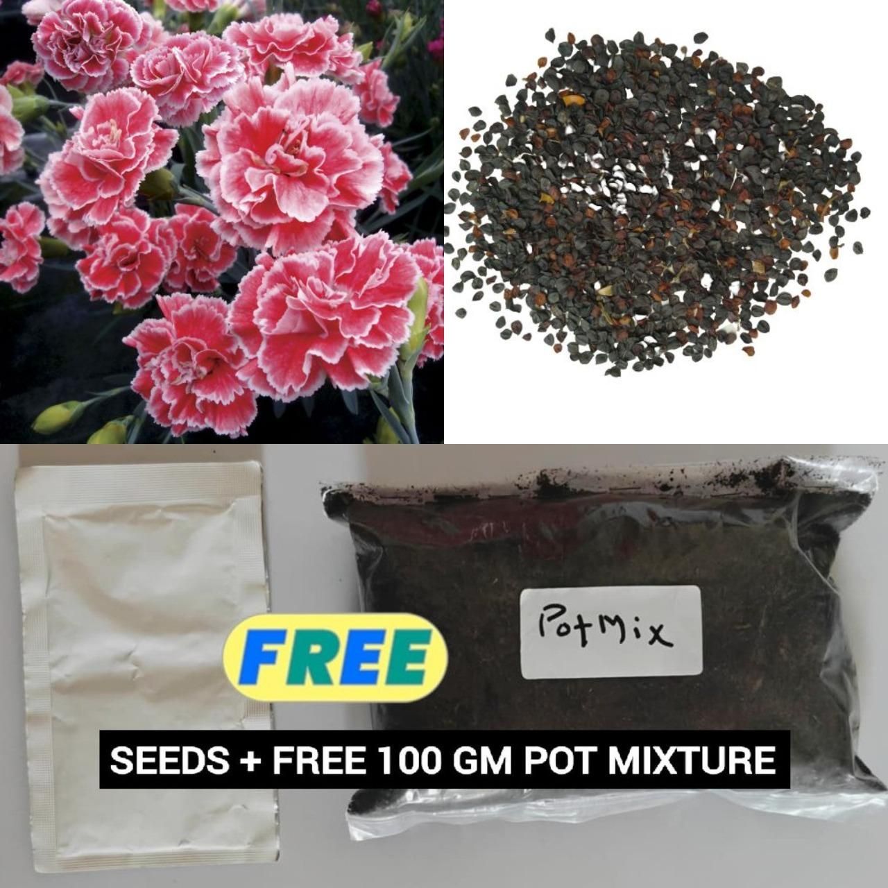 Carnation Seeds with Free 100g Pot Mix